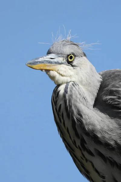 Grey Heron Bird Natural Habitat — Stock Photo, Image