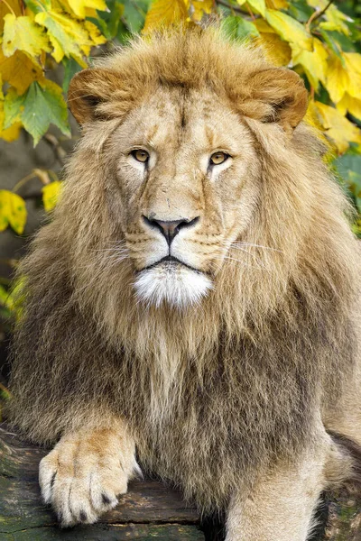 Young Male Lion Jungle — Stock Photo, Image