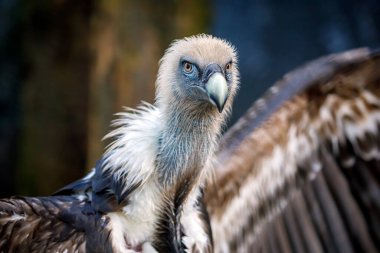 Görkemli Griffon akbabasının yakın çekim görüntüsü (Gyps fulvus)