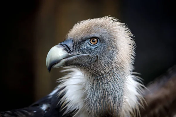 Close View Majestic Griffon Vulture Outdoors — Stock Photo, Image