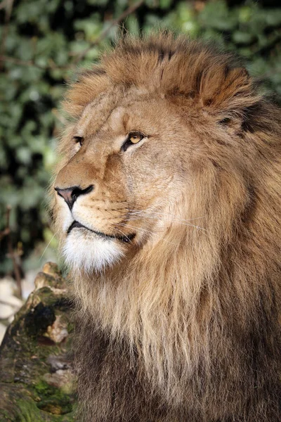 Junge Männliche Löwen Dschungel — Stockfoto