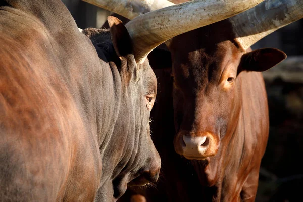 Bos Taurus Indicus Cerca — Foto de Stock