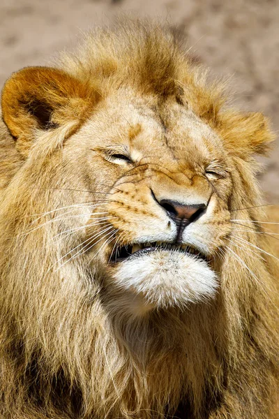 Young Male Lion Natural Habitat — Stock Photo, Image