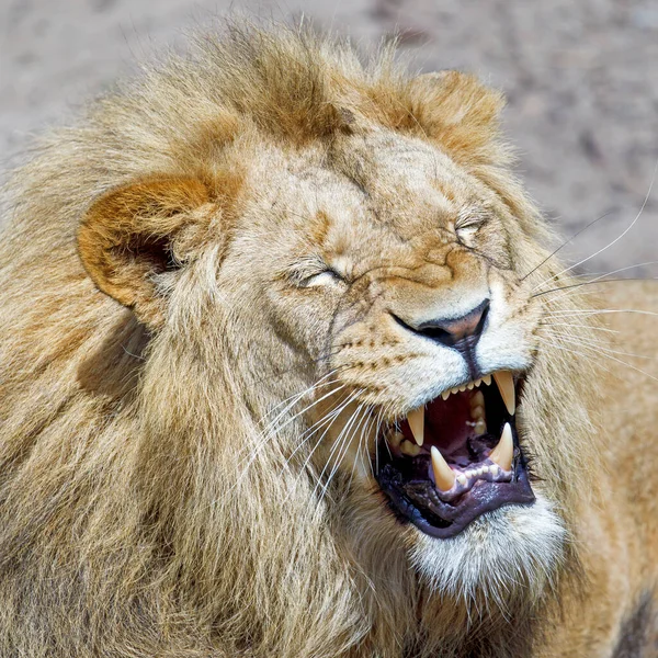 自然の生息地に住む若い雄ライオンは — ストック写真
