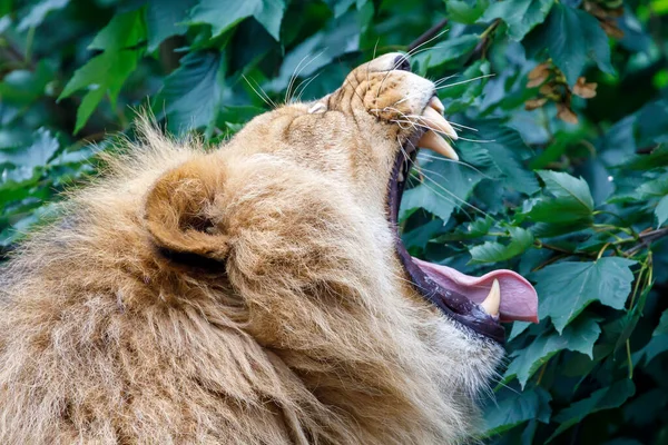 Primer Plano León Grande Selva — Foto de Stock