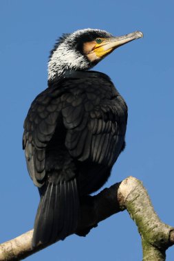 Büyük bir karabatak (Phalacrocorax carbo) yakın çekim)