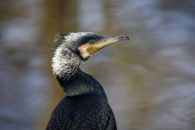 Büyük bir karabatağın yakın çekimi.