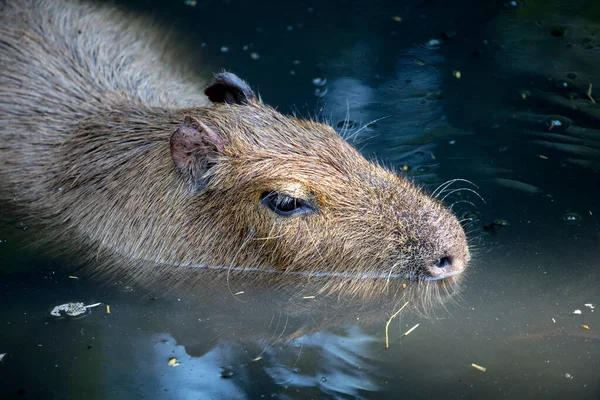 Uma Capivara Água — Fotografia de Stock