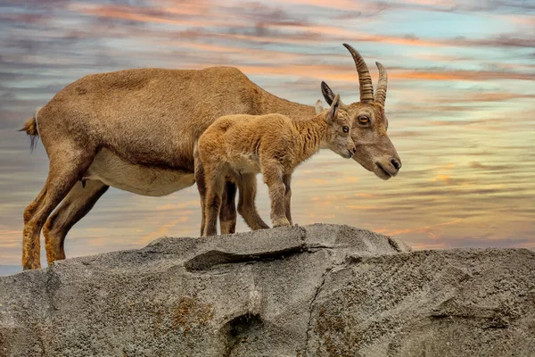 Mountain Goat Alpine Ibex Capra Ibex Child Shot Natural Habitat — Stock Photo, Image