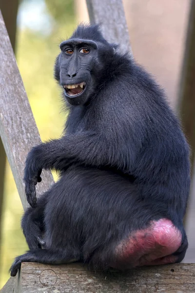 Primer Plano Mono Macaco Cresta Animal Salvaje — Foto de Stock