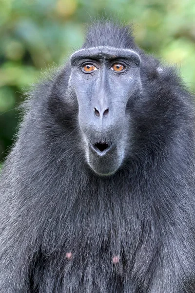 Macaco Preto Crista Macaca Nigra Natureza — Fotografia de Stock