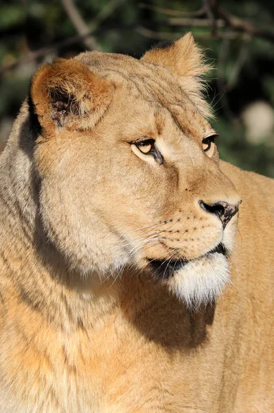 Lionne Panthera Leo Gros Plan — Photo