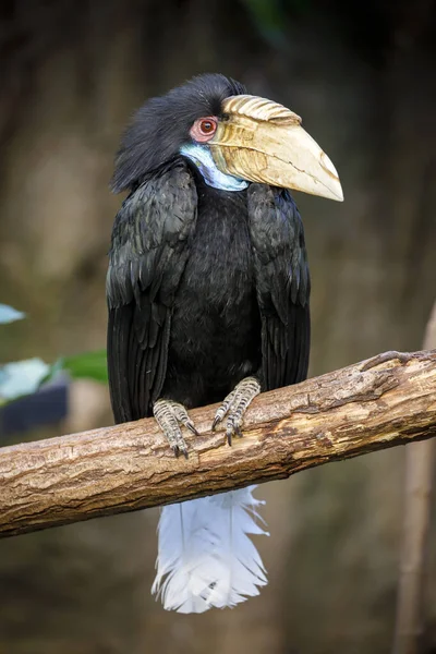 Hornbill Guirnaldo Rhyticeros Undulatus Hembra —  Fotos de Stock