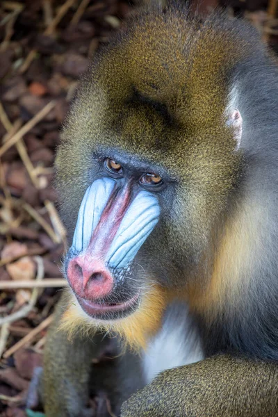 Mandrill Masculino Close — Fotografia de Stock