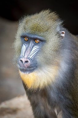 Bir Mandrill Male, yaklaşın. 