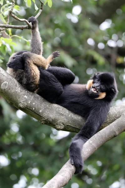 Geel Wang Gibbon Broers Spelen — Stockfoto