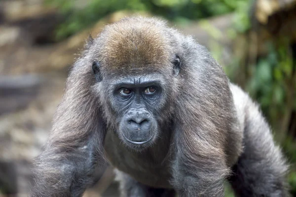 Jeune Gorille Des Basses Terres Ouest — Photo