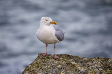 Kayanın üzerinde bir martı