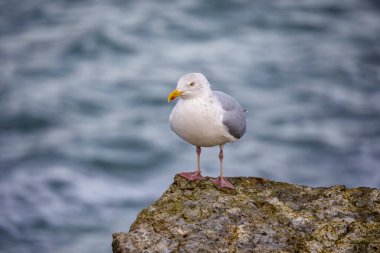 Genç martı kayanın üzerinde