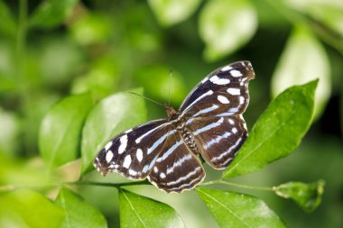 Çiçeğe tünemiş bir kelebek.