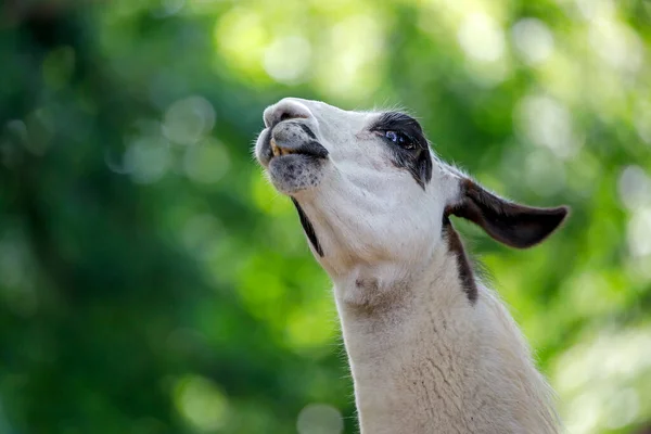 Lama Glama Perto — Fotografia de Stock