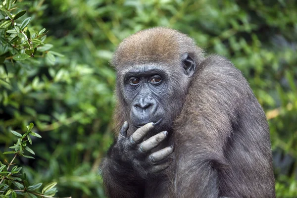 Western Lowland Gorilla Female — Stock Photo, Image