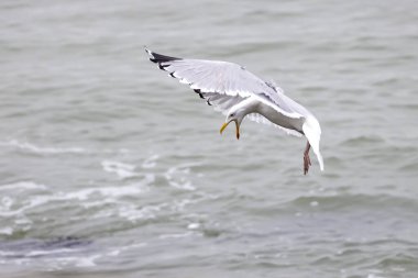 Avrupa ringa martısı (Larus argentatus) uçuşta