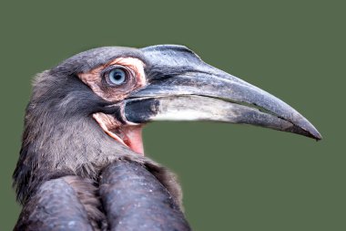 Güney zemin boynuz gagası (Bucorvus Leadbeateri)