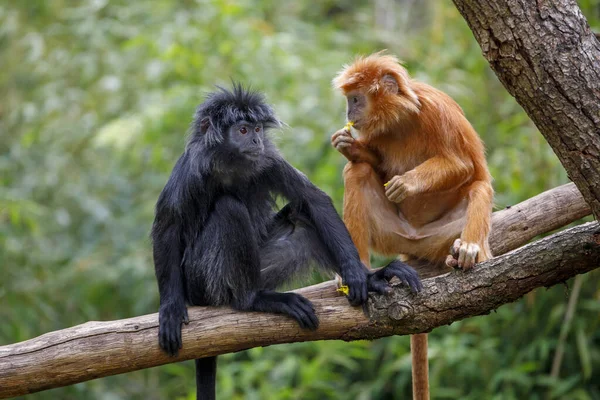 Twee Schattige Baby Apen Trachypithecus Auratus Zitten Boom Een Zonnige — Stockfoto