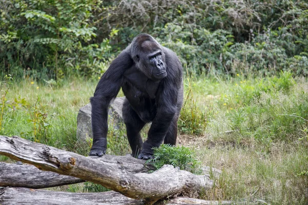 Gorilla Pianura Occidentale Nella Foresta — Foto Stock