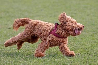 Altın Labradoodle köpeği dışarıda, doğa arka planında