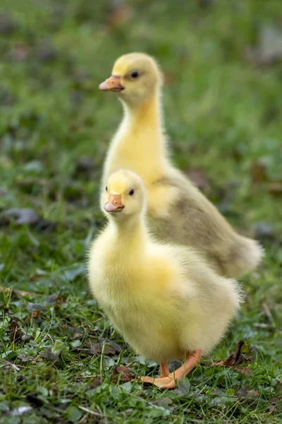 Oies Domestiques Mignonnes Anser Anser Domesticus Poussins Sur Fond Nature — Photo