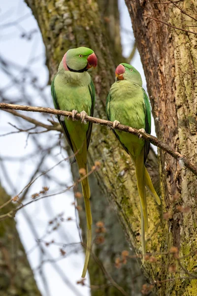 Pohled Zelené Papoušky Psittacula Krameri Sedící Kvetoucím Stromě — Stock fotografie