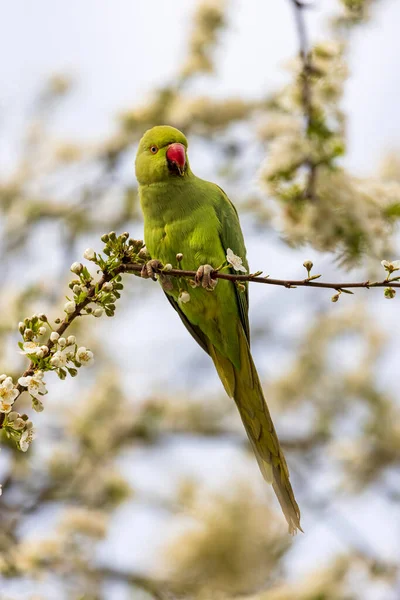 Visning Grøn Parakit Psittacula Krameri Sidder Blomstrende Træ - Stock-foto