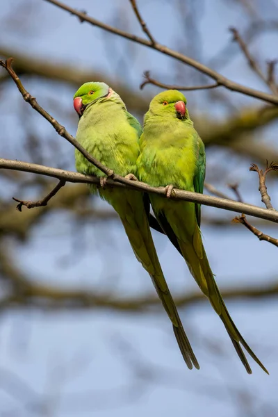 Πράσινοι Τροπικοί Παπαγάλοι Πάνω Στο Δέντρο — Φωτογραφία Αρχείου