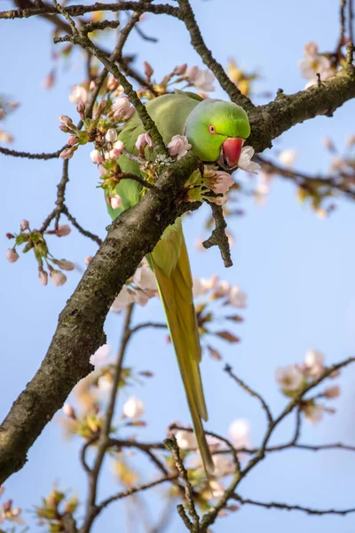 緑のオウムが咲く木に群がり — ストック写真