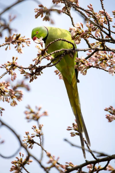 Pohled Zeleného Papouška Psittacula Krameri Sedícího Kvetoucím Stromě — Stock fotografie