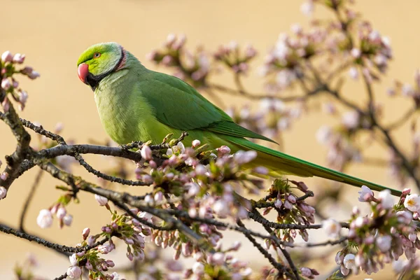 Vista Del Loro Verde Posado Árbol Floreciente — Foto de Stock