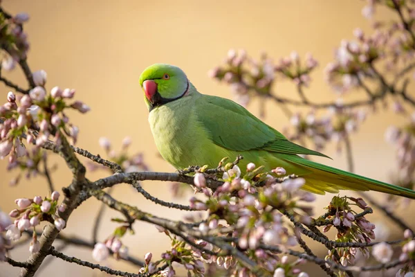 在盛开的树上栖息的绿鹦鹉 Psittacula Krameri — 图库照片