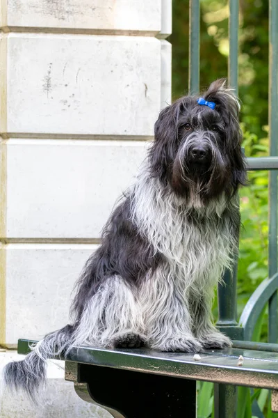 Nederländska Sheepdog Schapendo Hund Utomhus — Stockfoto