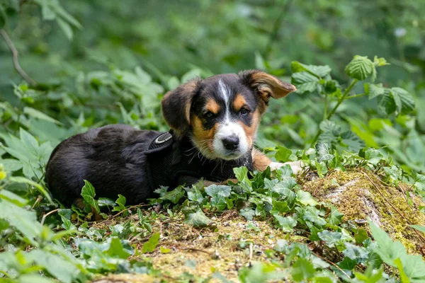 Roztomilý Corgi Štěně Přírodním Pozadí — Stock fotografie