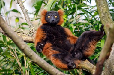 kırmızı lemur (Eulemur rufus) bir ağaçta