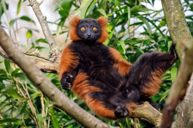 red lemur (Eulemur rufus) in a tree clipart