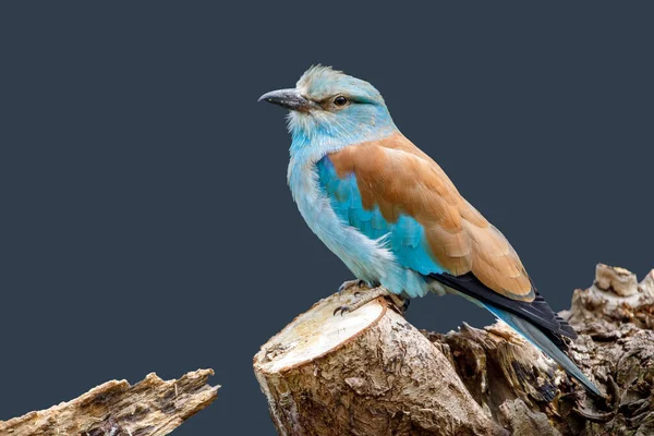 European Roller Coracias Garrulus Bird — Stock Photo, Image