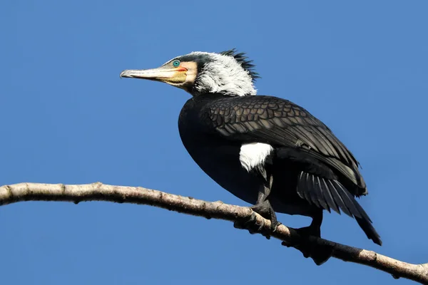 Grote Aalscholver Phalacrocorax Carbo Vogel — Stockfoto