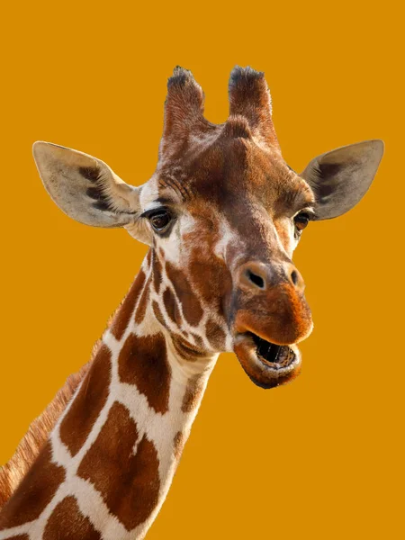 Retrato Divertido Una Jirafa Giraffa Camelopardalis Rothschildi — Foto de Stock