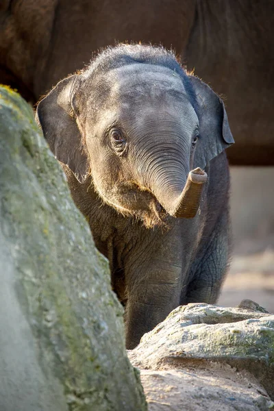 Aziatische Olifant Elephas Maximus Natuur Achtergrond — Stockfoto