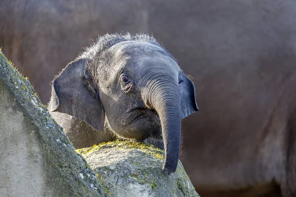 Asiatischer Elefant Elephas Maximus Auf Naturhintergrund — Stockfoto