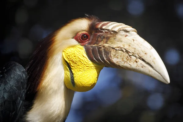 Věncový Hornbill Rhyticeros Undulatus Známý Také Jako Věncový Hornbill Samec — Stock fotografie