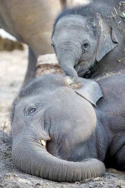Молодые Азиатские Слоны Elephas Maximus Играют Друг Другом — стоковое фото